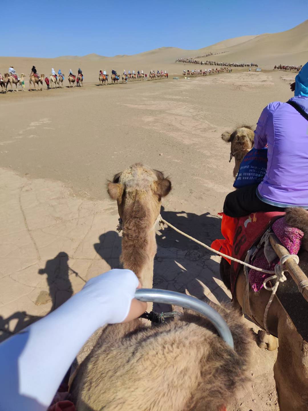 A rider's view from a camel with a long caravan crossing desert dunes under a clear blue sky.