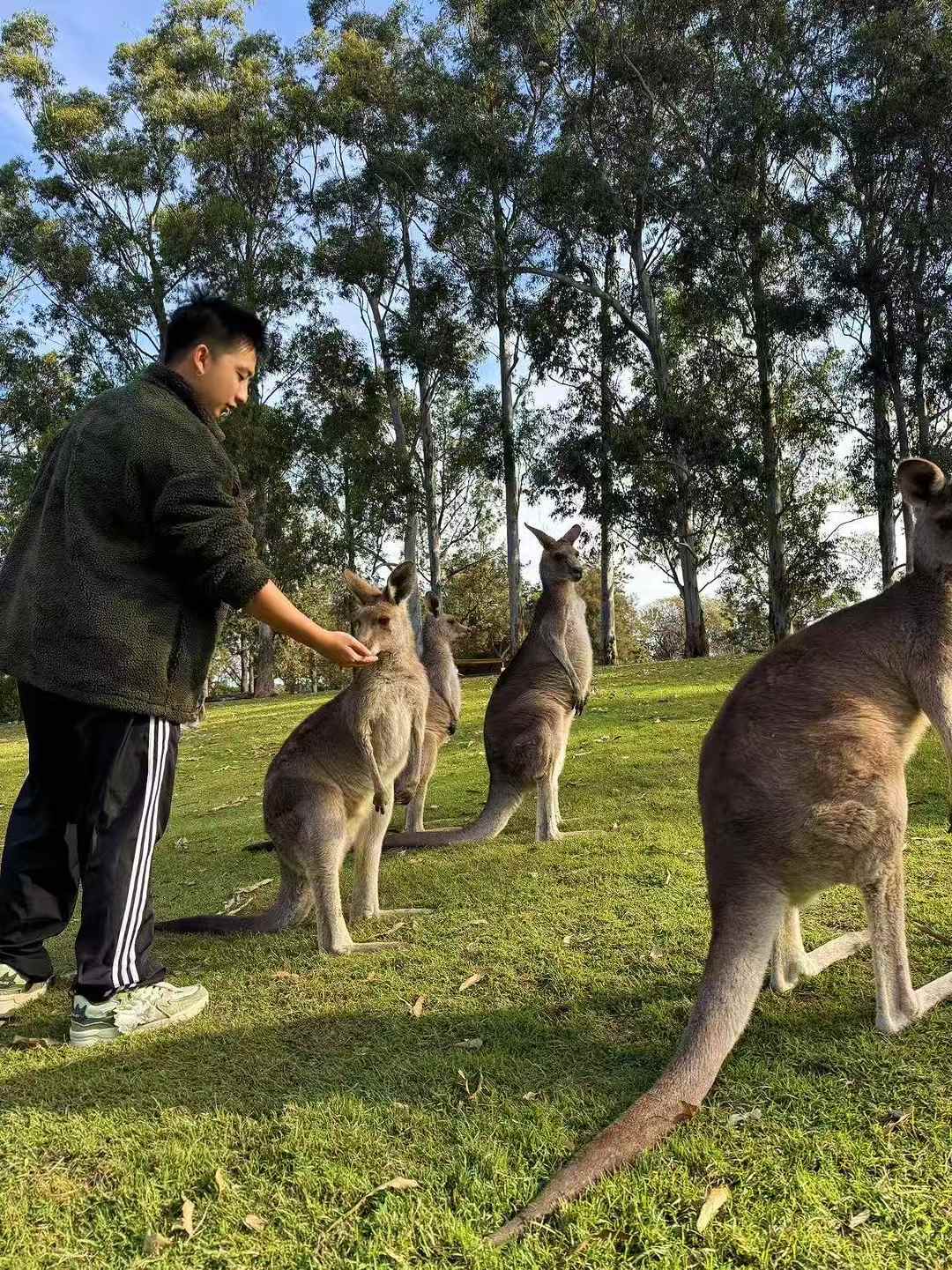 A person feeding a kangaroo by hand among several kangaroos on a grassy area surrounded by trees.